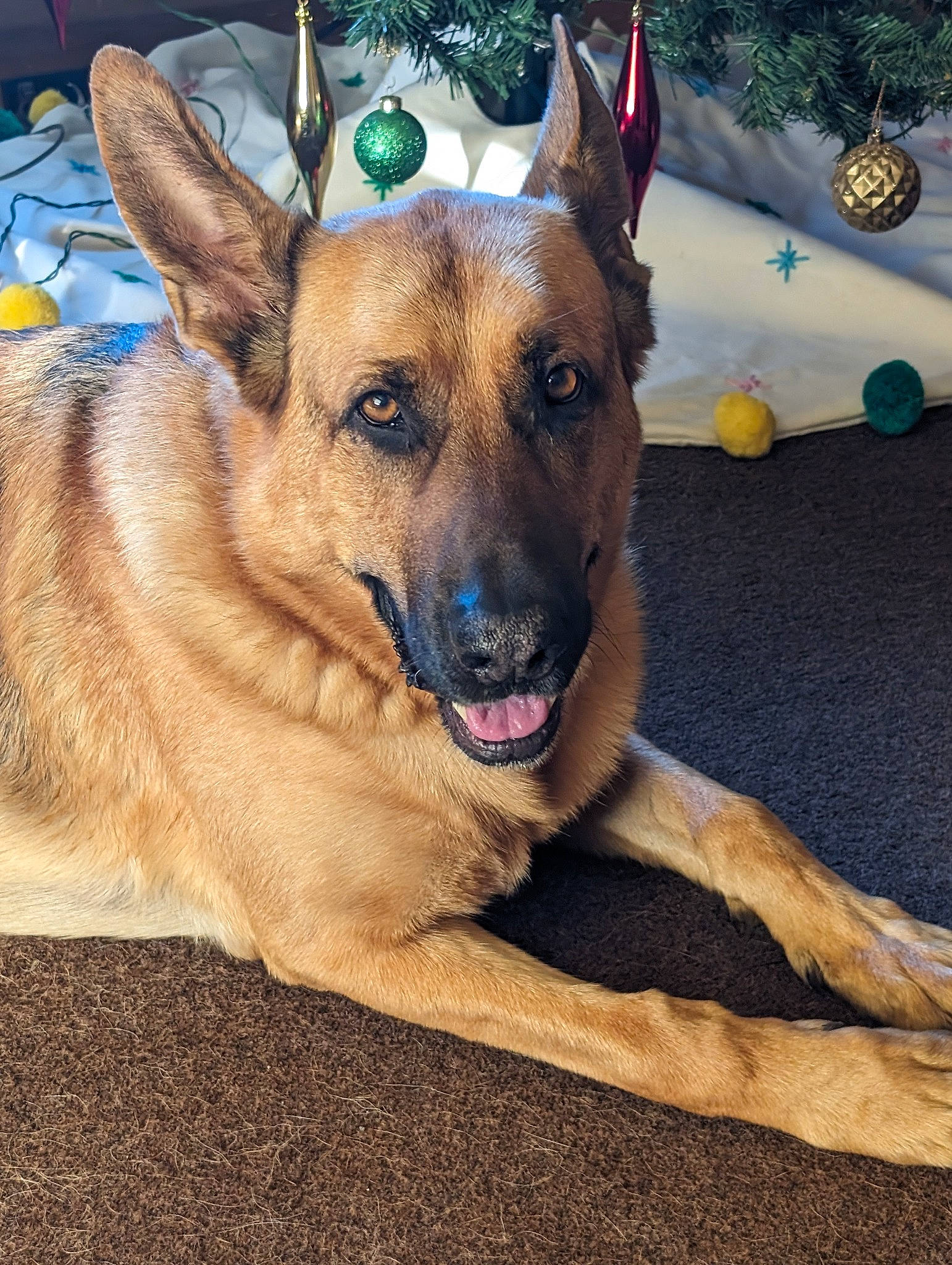 Bronson is registered to the contest to win money with this photo: belgian_shepherd_malinois, canidae, carnivore, collar, companion_dog, dog, dog_breed, east_european_shepherd, eye, fawn, german_shepherd_dog, guard_dog, herding_dog, old_german_shepherd_dog, plant, snout, sporting_group, tree, window, working_animal