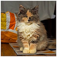 Nala is registered to the contest to win money with this photo: cat, kitten, fluffy, fur, yellow_eyes, indoor, rug, wooden_floor, calm, sitting, multicolored, pet, animal, domestic, cute, young, portrait, feline, close_up, soft_lighting