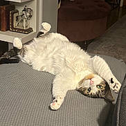 Scout joined the competition — help win amazing prizes! cat, indoor, stretching, white_fur, tabby, green_eyes, relaxed, furniture, bookshelf, decorative_items, plush_chair, gray_surface, paw, pet, cozy, home, cute, animal, lying_down, curious