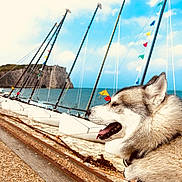 Seiko a rejoint le concours — aidez-le/la à gagner de superbes lots ! animal, beach, boat, canine, coast, dog, husky, nature, outdoors, pet, rock, sailboat, sea, shoreline, sky, transportation, vehicle, water, watercraft, waterfront