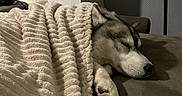 Seiko participe au concours pour gagner de l'argent avec cette photo : animal, bed, bedroom, blanket, canine, couch, dog, eskimodog, furniture, homedecor, hound, husky, indoors, person, pet, puppy, quilt, room, sleeping, towel