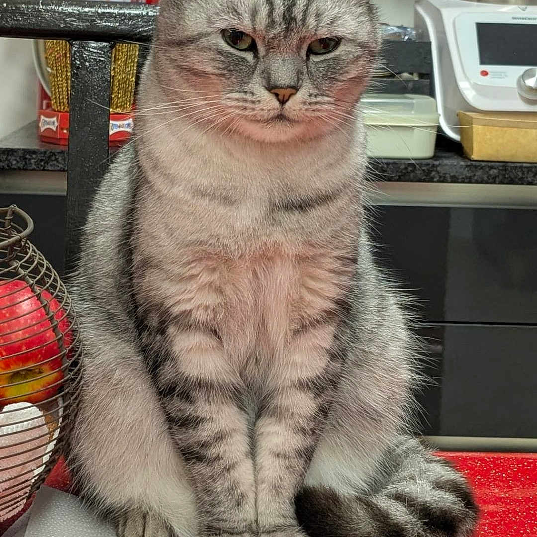Poupsy participe au concours pour gagner de l'argent avec cette photo : animal, apples, appliance, cat, domestic, ears, fruit_basket, furniture, household, indoor, kitchen, paper_towel, paws, pet, red_countertop, silver_tabby, sitting, striped_fur, tail, whiskers