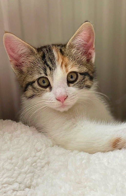 Calico joined the competition — help win amazing prizes! art, carnivore, cat, claw, domestic_short_haired_cat, ear, eyelash, fawn, felidae, fur, paw, small_to_medium_sized_cats, snout, whiskers, window