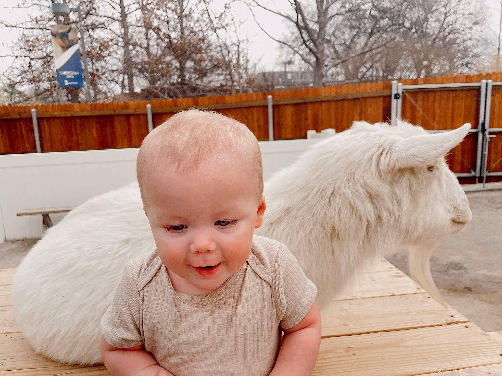 Kaelum is registered to the contest to win money with this photo: baby, baby_toddler_clothing, child, fence, flooring, fur, grass, happy, horse, mammal, pack_animal, person, recreation, sitting, smile, snout, toddler, tree, winter, wood