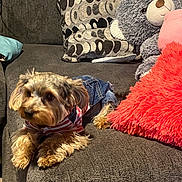 Jeep is registered to the contest to win money with this photo: dog, pet, couch, sofa, pillow, plush_toy, teddy_bear, denim, clothing, striped_shirt, fur, indoor, relaxing, cozy, furniture, brown_dog, small_dog, decor, living_room, comfort