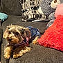 dog, pet, couch, sofa, pillow, plush_toy, teddy_bear, denim, clothing, striped_shirt, fur, indoor, relaxing, cozy, furniture, brown_dog, small_dog, decor, living_room, comfort