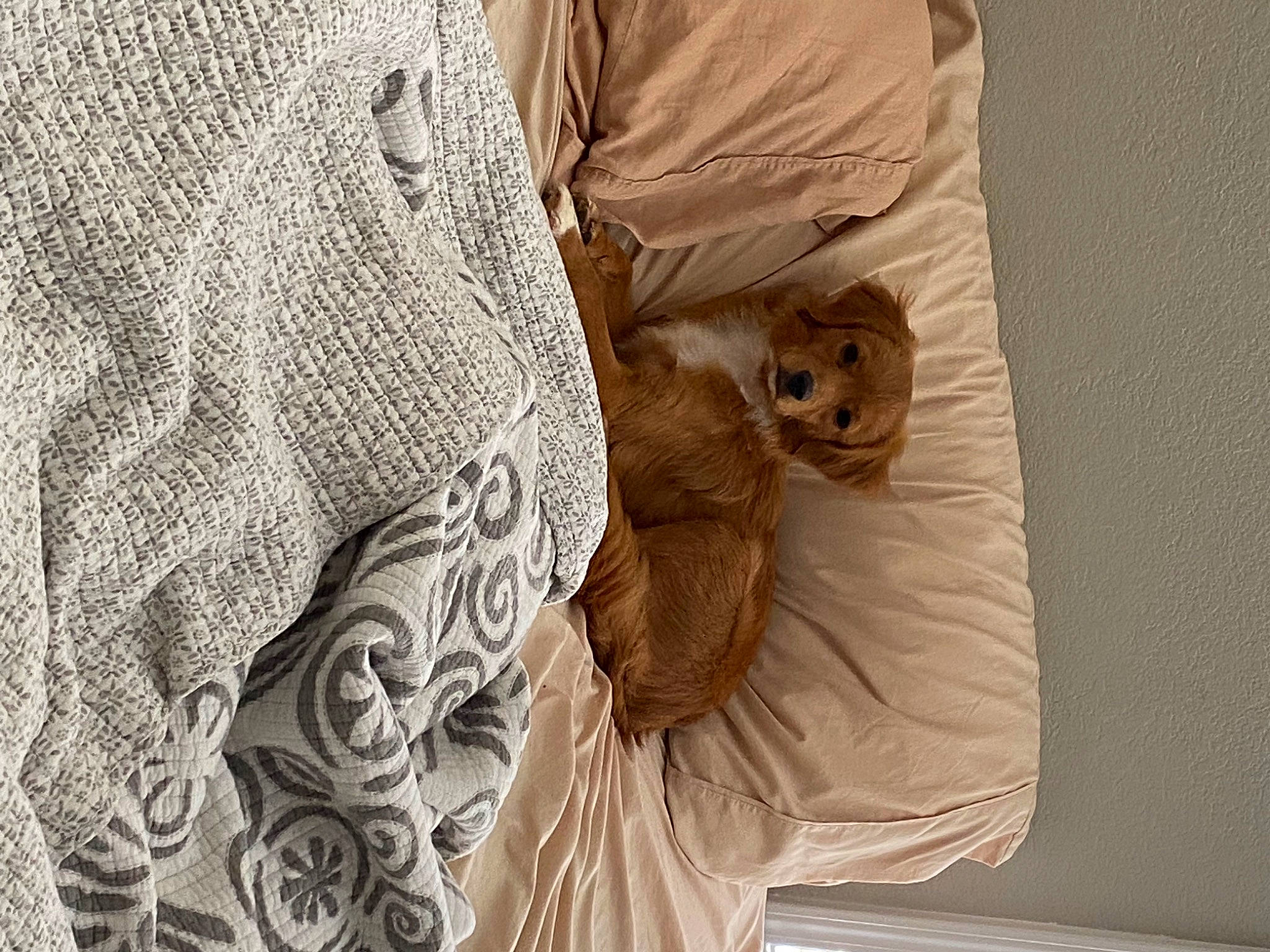 Copper is registered to the contest to win money with this photo: abdomen, bird, bird_of_prey, carnivore, comfort, curtain, fawn, felidae, fur, grey, linens, neck, owl, pattern, peach, sleeve, small_to_medium_sized_cats, textile, window_treatment, wood