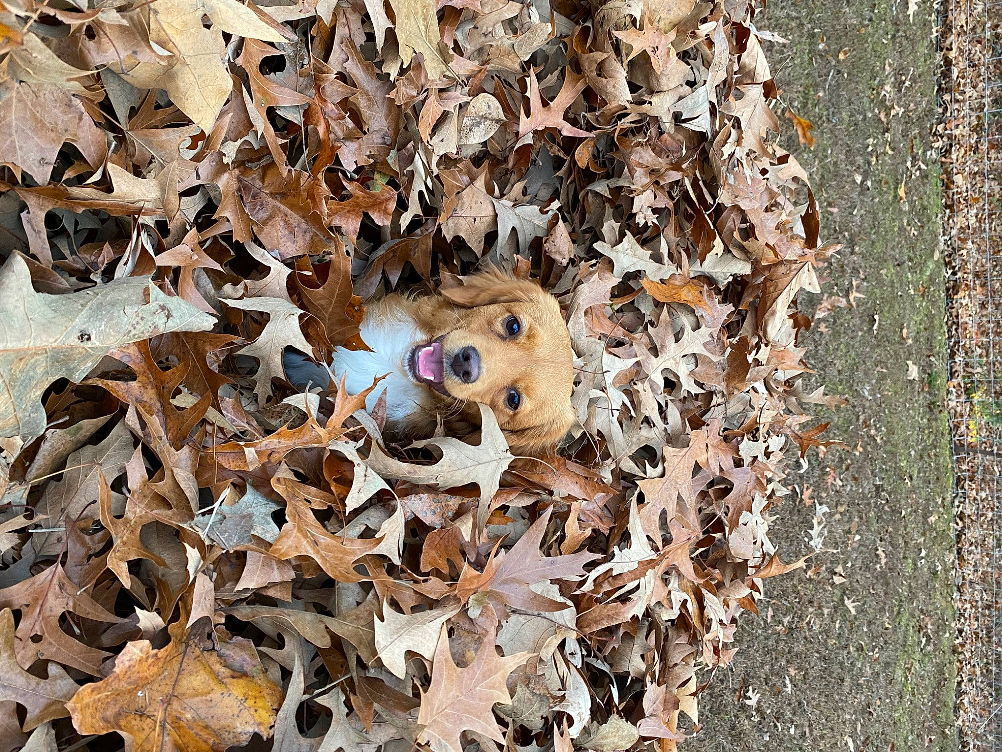 Copper is registered to the contest to win money with this photo: art, deciduous, event, grass, groundcover, metal, natural_material, pattern, scrap, soil, tar, terrestrial_animal, toy, twig, waste, wood