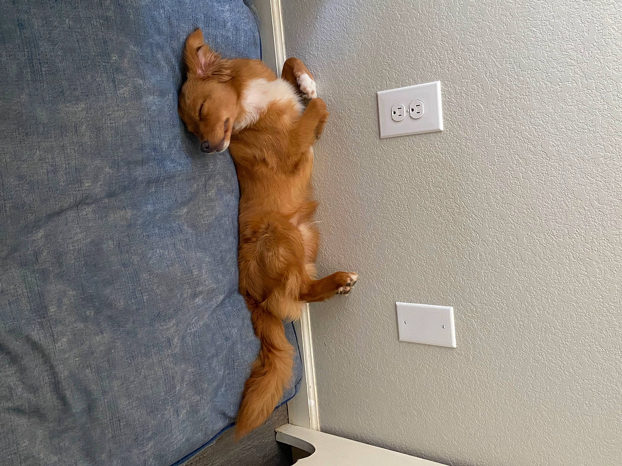 Copper joined the competition — help win amazing prizes! art, carnivore, comfort, companion_dog, dog_breed, fawn, felidae, fur, hardwood, human_leg, liver, room, sculpture, small_to_medium_sized_cats, snout, sporting_group, stuffed_toy, tail, toy, wood