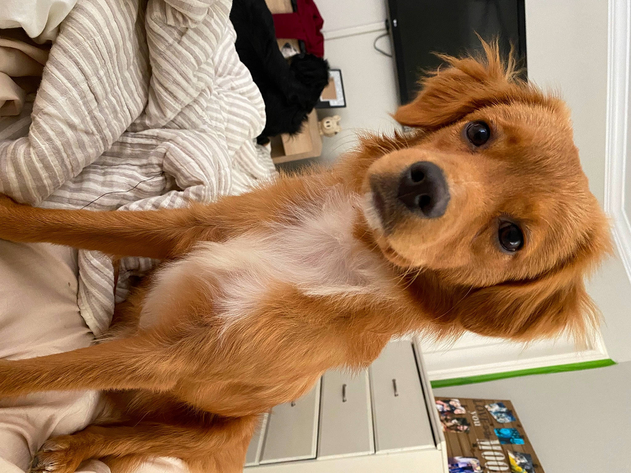 Copper joined the competition — help win amazing prizes! canidae, carnivore, collar, companion_dog, computer_keyboard, dog, dog_breed, dog_collar, dog_supply, fawn, fur, liver, office_supplies, pet_supply, retriever, selfie, snout, sporting_group, whiskers, working_animal