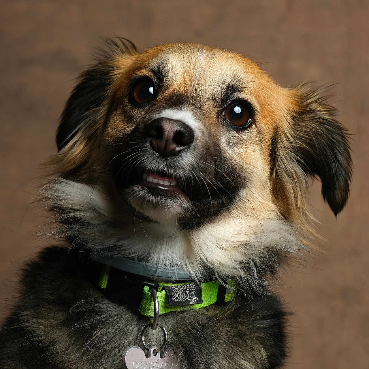 Gala participe au concours pour gagner de l'argent avec cette photo : accessories, animal, beagle, bodypart, canine, chihuahua, cockerspaniel, collar, dog, hound, leash, mouth, papillon, person, pet, puppy, snout, strap, terrier