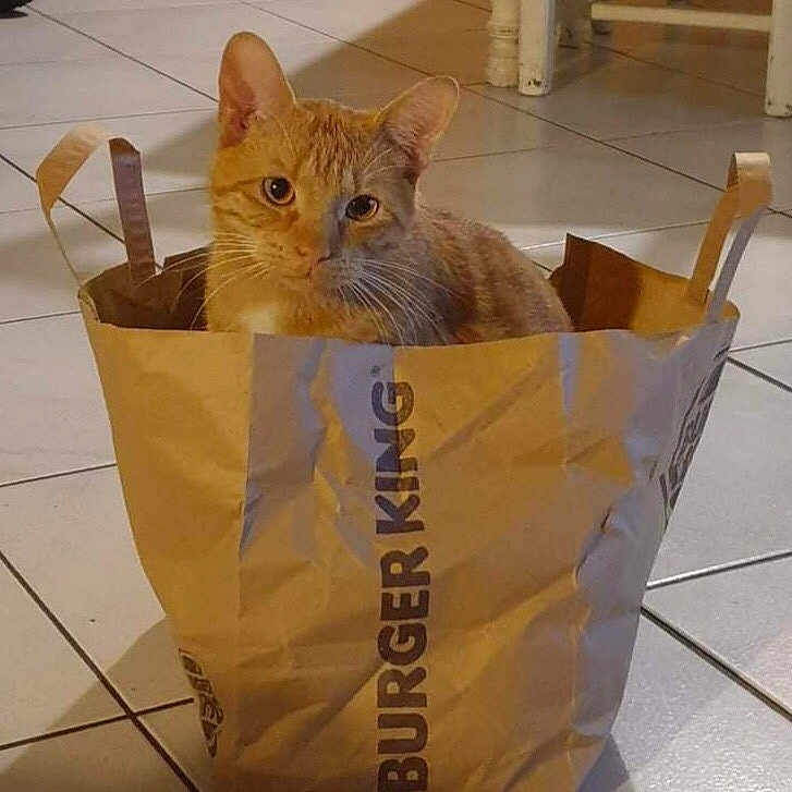 Shaguy