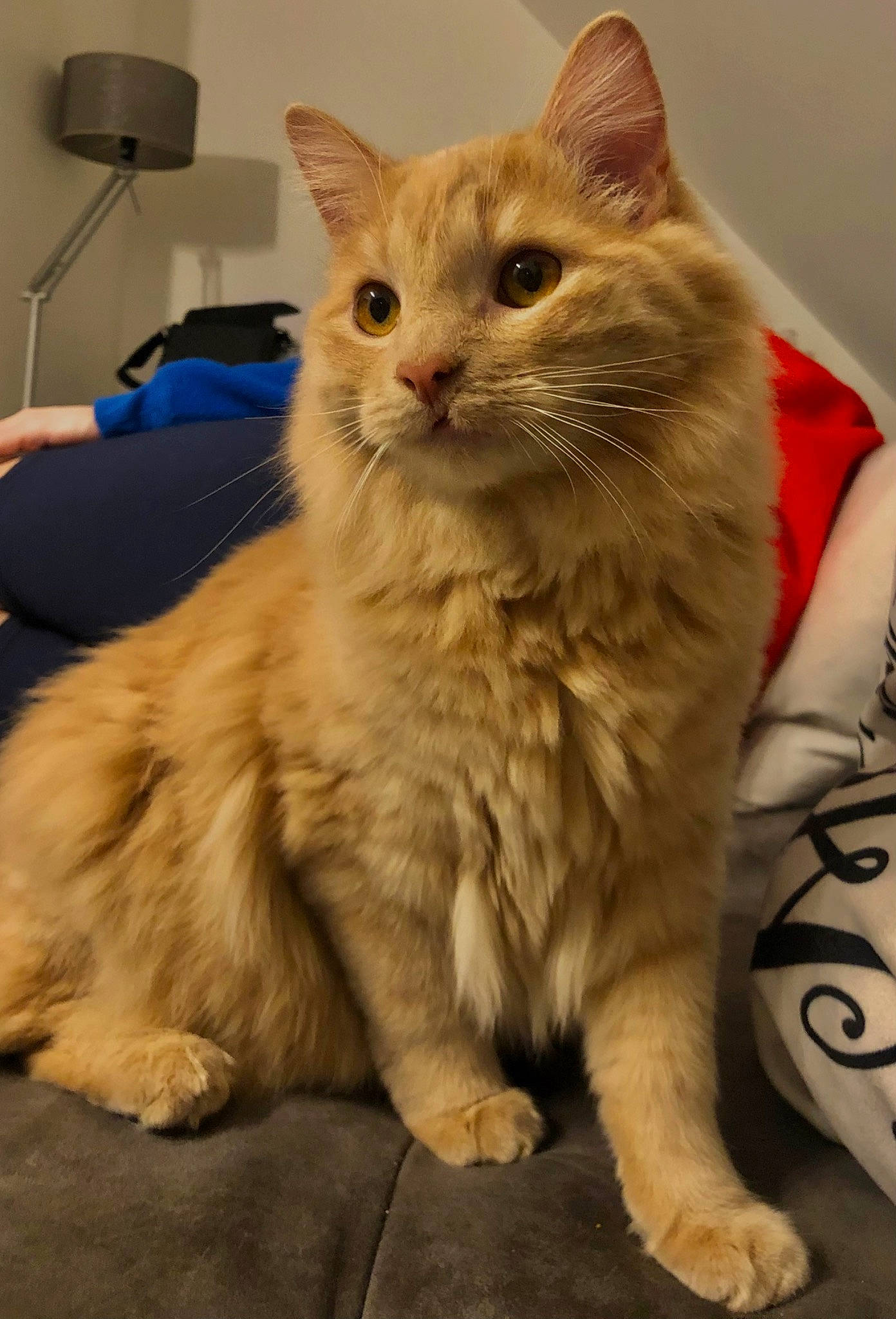 Simba participe au concours pour gagner de l'argent avec cette photo : box, carnivore, cat, claw, comfort, domestic_short_haired_cat, eye, fawn, felidae, fur, paw, small_to_medium_sized_cats, snout, tail, whiskers, window