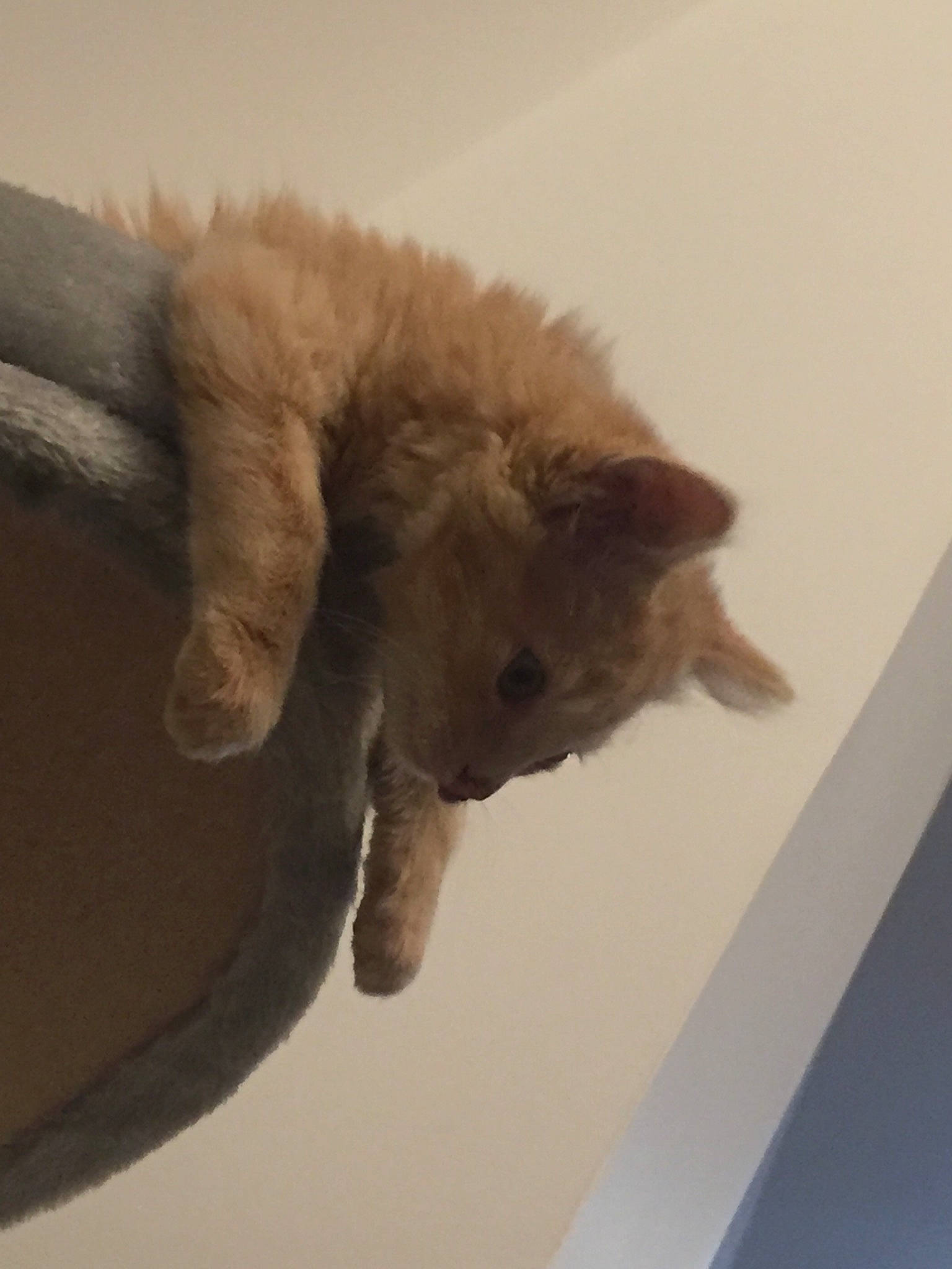 Simba a rejoint le concours — aidez-le/la à gagner de superbes lots ! brown, carnivore, cat, claw, comfort, dog_breed, fawn, felidae, fur, gesture, paw, small_to_medium_sized_cats, snout, tail, terrestrial_animal, whiskers