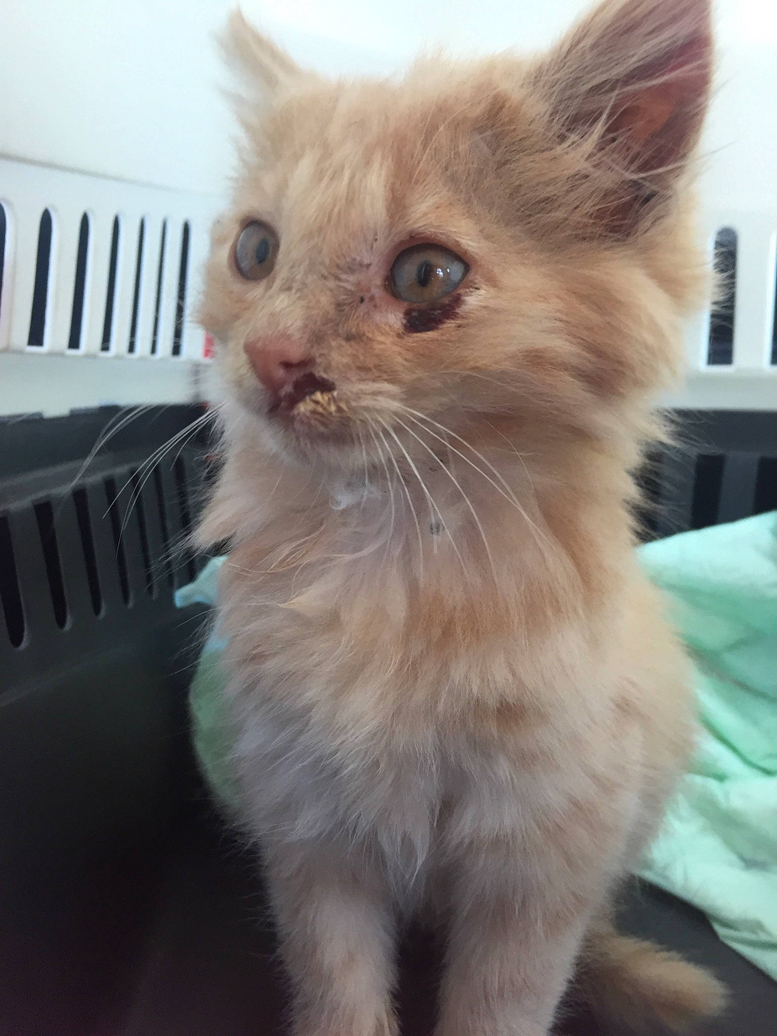 Simba participe au concours pour gagner de l'argent avec cette photo : carnivore, cat, claw, domestic_short_haired_cat, eye, fawn, felidae, fur, small_to_medium_sized_cats, snout, tail, terrestrial_animal, whiskers, window