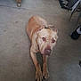 dog, indoor, floor, tan, pet, canine, animal, resting, ears_cropped, looking_up, concrete_floor, furniture, chair, table, home, domestic, calm, companion, mammal, quiet