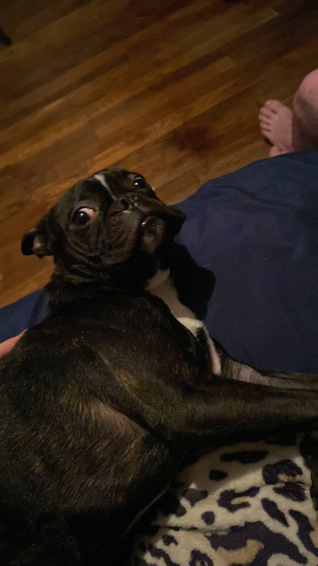 Rocky joined the competition — help win amazing prizes! canidae, carnivore, comfort, companion_dog, dog, dog_breed, fawn, fur, grey, guard_dog, hardwood, liver, snout, sporting_group, terrestrial_animal, toy_dog, whiskers, wood, working_animal, wrinkle