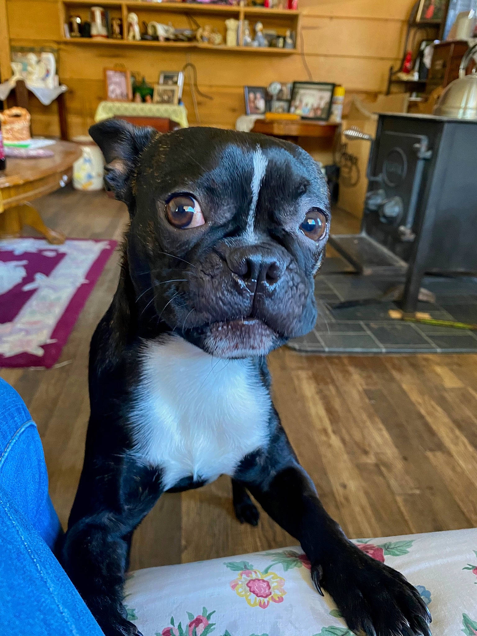 Rocky is registered to the contest to win money with this photo: bookcase, boston_terrier, cabinetry, carnivore, companion_dog, dog, dog_breed, ear, fawn, fur, kitchen_appliance, refrigerator, shelf, shelving, snout, sporting_group, toy_dog, whiskers, working_animal, wrinkle