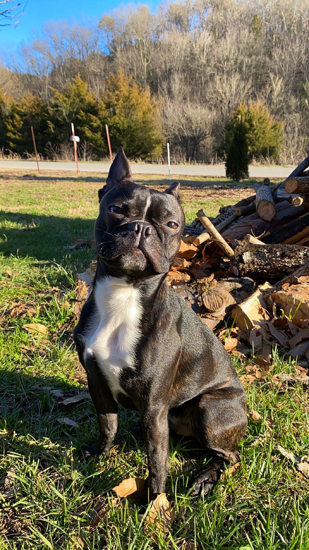 Rocky joined the competition — help win amazing prizes! art, carnivore, companion_dog, dog, dog_breed, fawn, felidae, fur, grass, lawn_ornament, plant, sculpture, snout, sporting_group, statue, tail, terrestrial_animal, tree, wood, working_animal