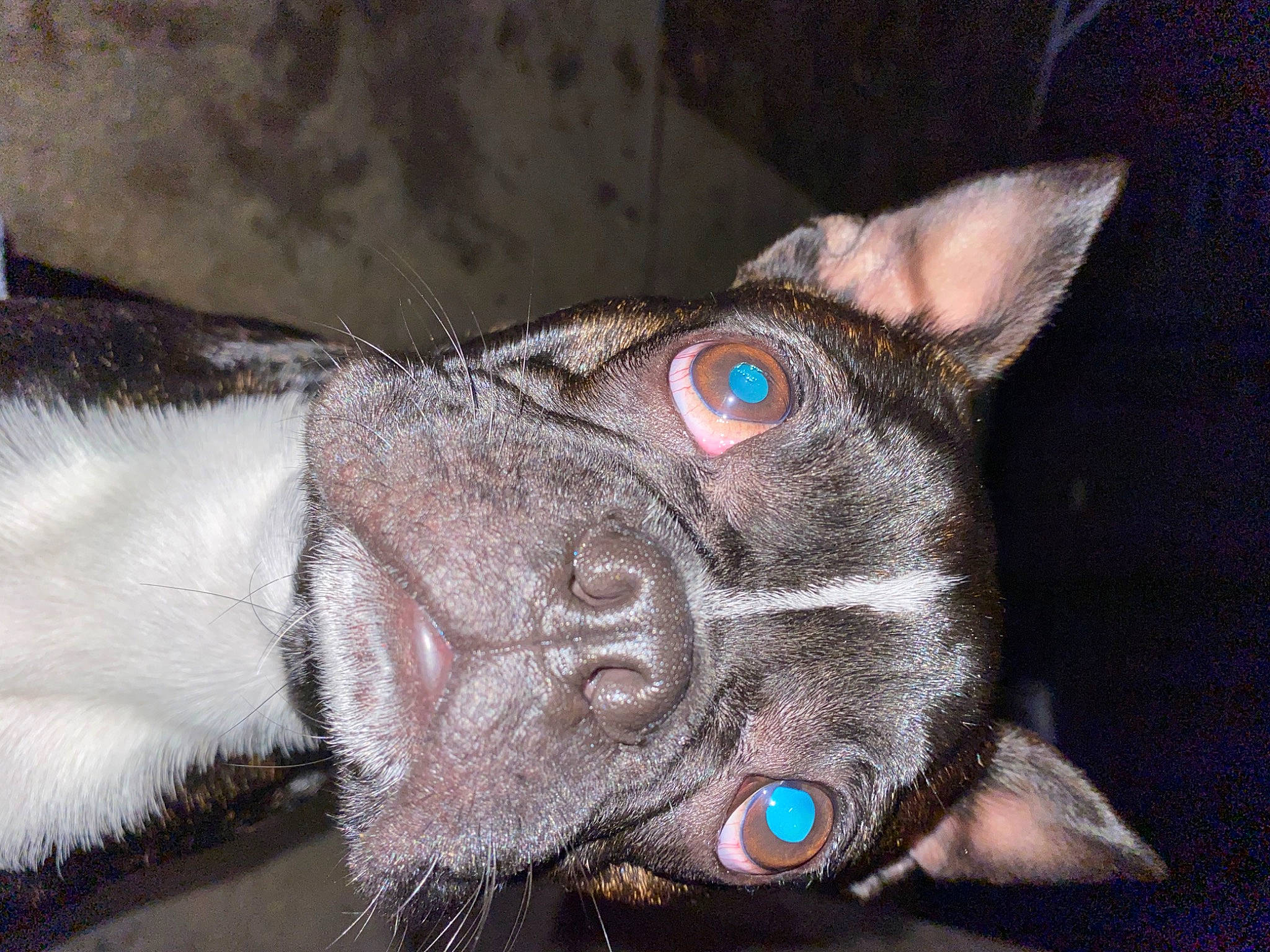 Rocky joined the competition — help win amazing prizes! canidae, carnivore, cat, collar, dog_breed, domestic_short_haired_cat, ear, electric_blue, fashion_accessory, fawn, felidae, fur, iris, liver, small_to_medium_sized_cats, snout, sporting_group, whiskers, working_animal