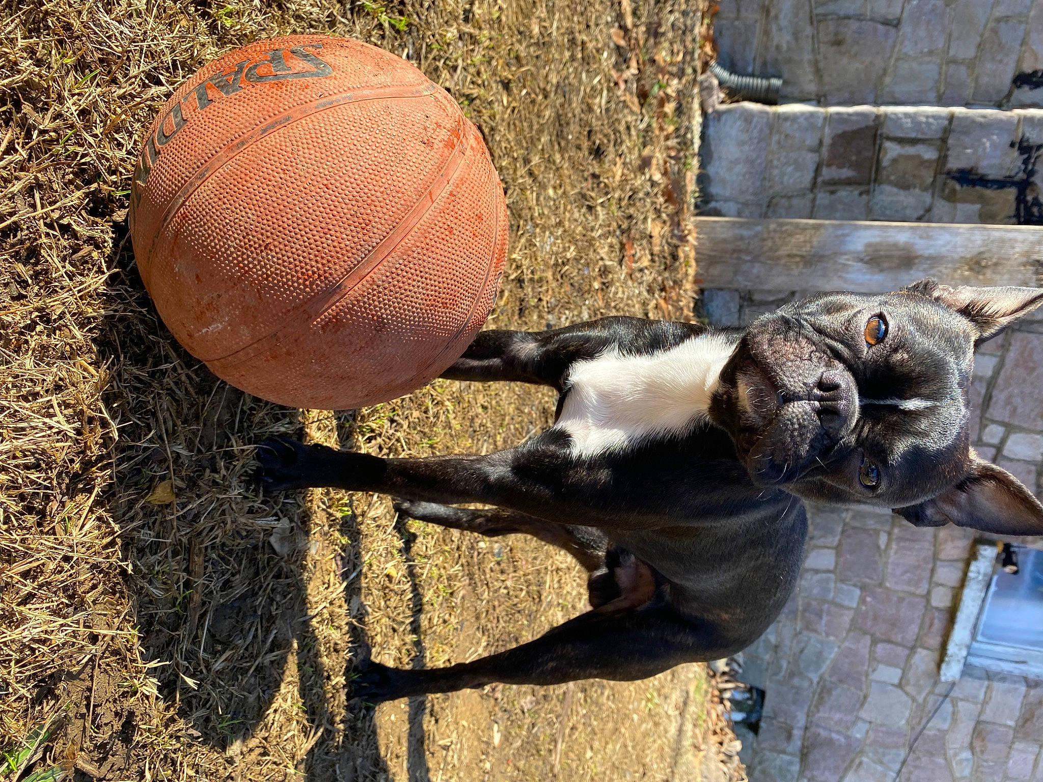 Rocky joined the competition — help win amazing prizes! art, automotive_tire, ball, bronze_sculpture, grass, hay, landscape, metal, plant, sculpture, soil, statue, straw, tail, terrestrial_animal, vertebrate, wildlife, winter_squash, wood, working_animal