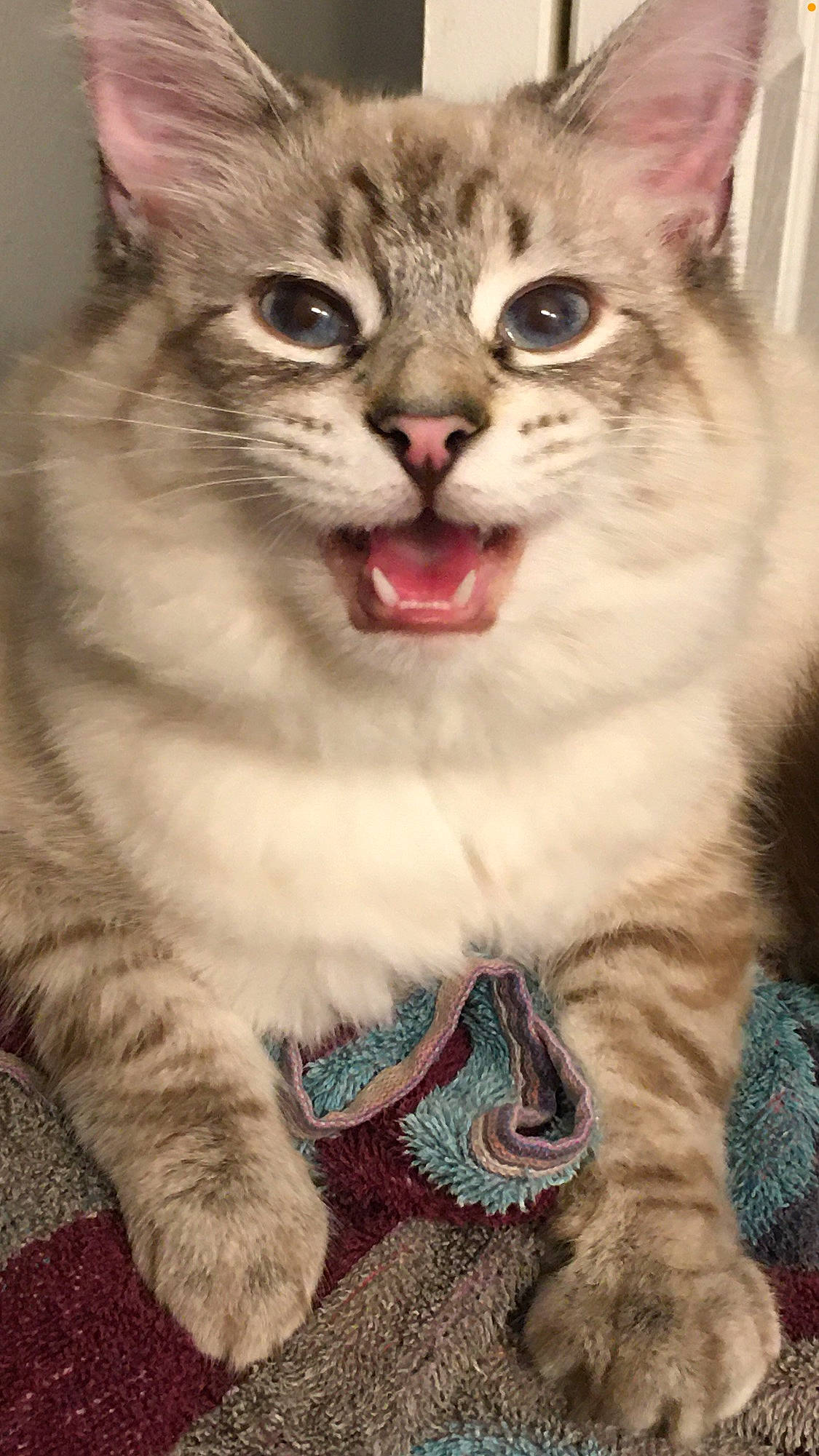 Kingston is registered to the contest to win money with this photo: carnivore, cat, claw, collar, domestic_short_haired_cat, door, event, fang, felidae, fur, paw, photography, shout, small_to_medium_sized_cats, whiskers, wildlife, window