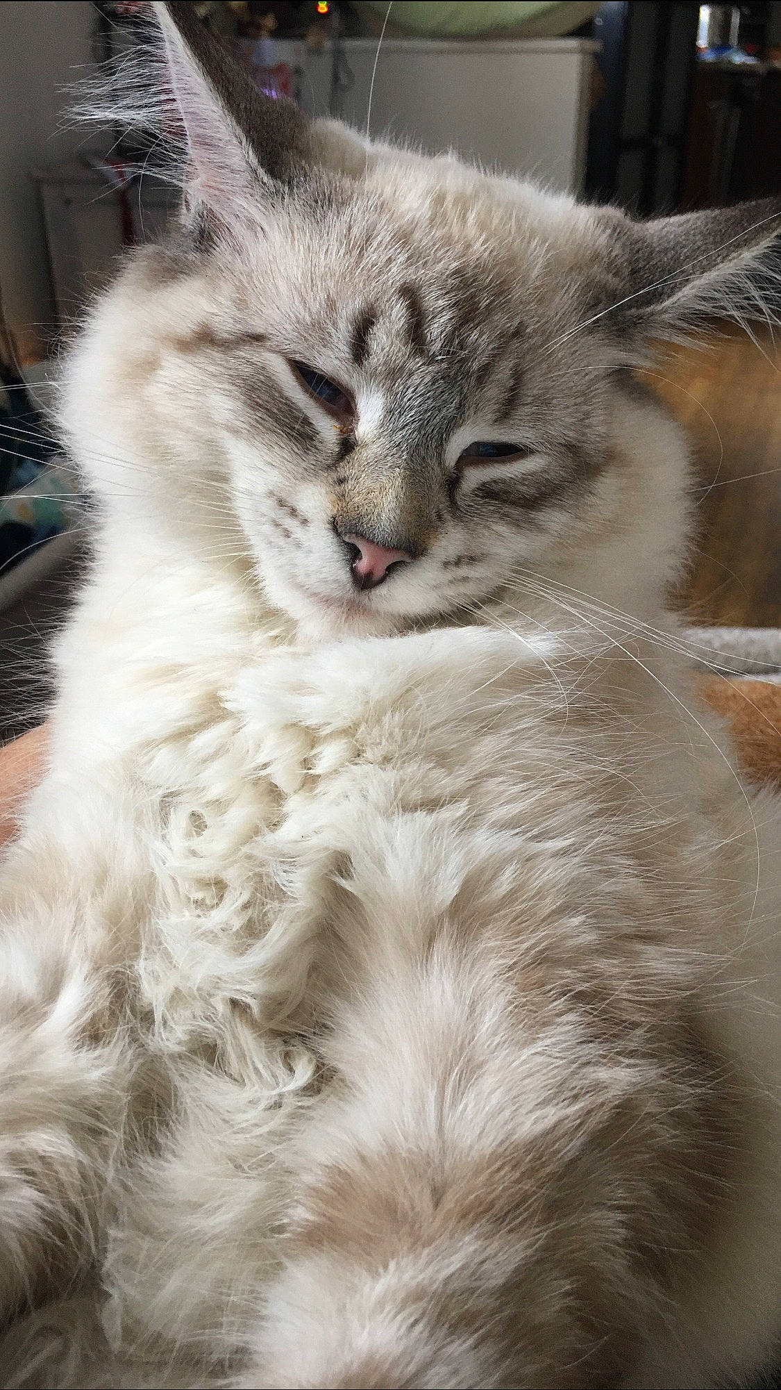 Kingston is registered to the contest to win money with this photo: british_longhair, carnivore, cat, claw, comfort, domestic_short_haired_cat, event, felidae, fur, paw, persian, ragdoll, selkirk_rex, siberian, small_to_medium_sized_cats, snout, terrestrial_animal, whiskers