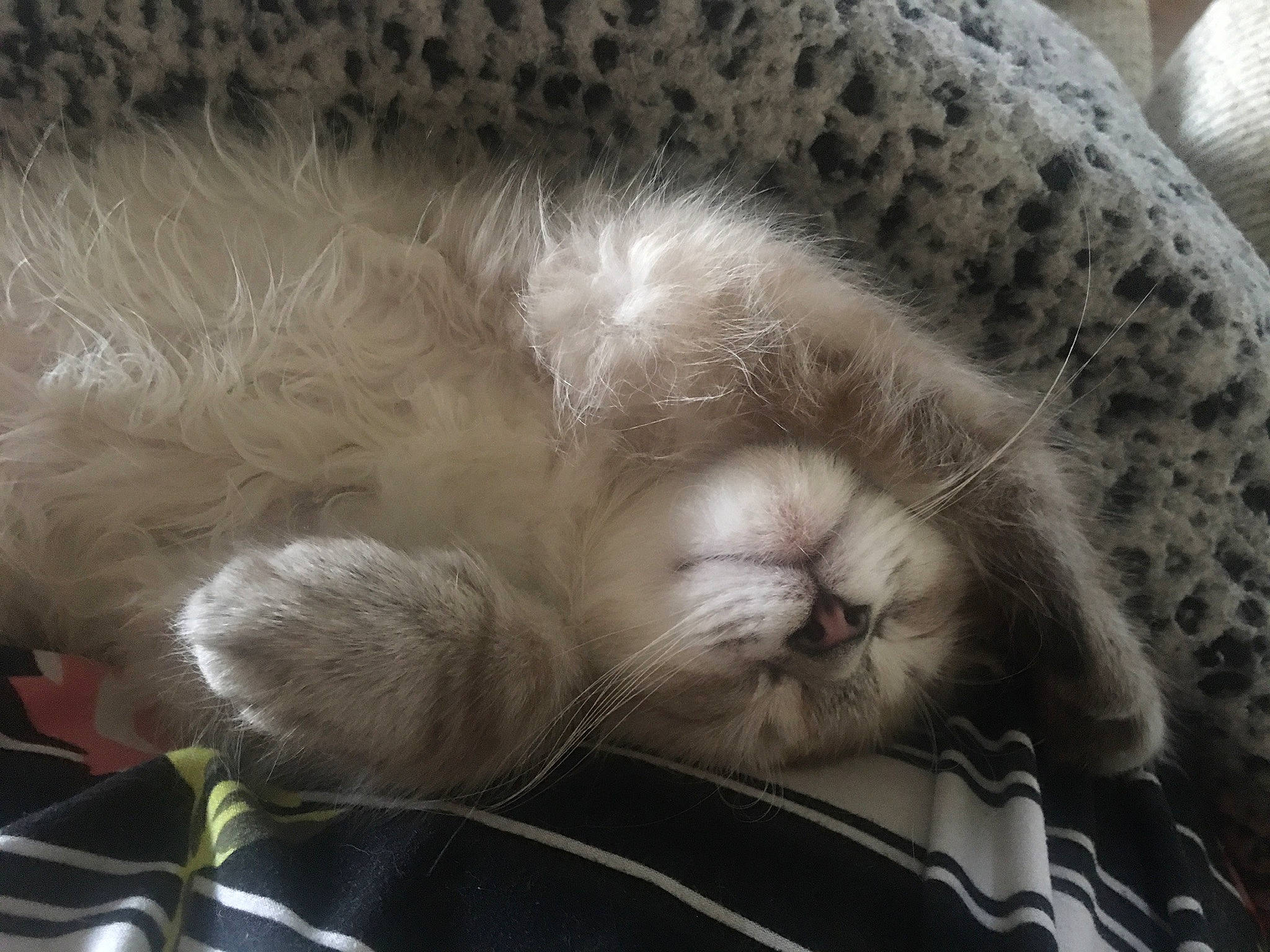 Kingston joined the competition — help win amazing prizes! carnivore, cat, claw, comfort, domestic_short_haired_cat, felidae, fur, grey, nap, paw, sleep, small_to_medium_sized_cats, snout, tail, whiskers