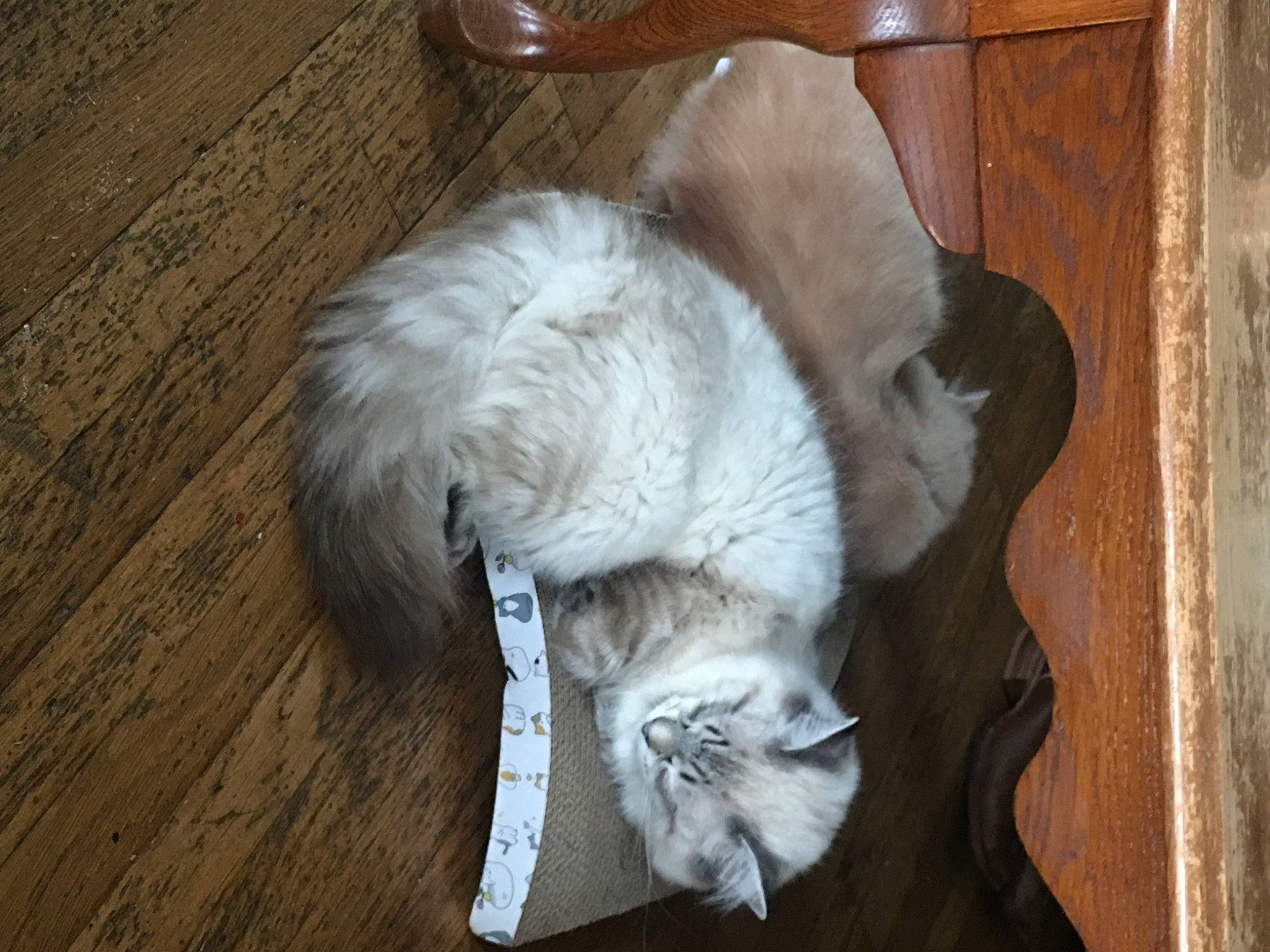 Kingston joined the competition — help win amazing prizes! carnivore, cat, comfort, companion_dog, dog_breed, domestic_short_haired_cat, fawn, felidae, flooring, fur, hardwood, nap, paw, small_to_medium_sized_cats, snout, sporting_group, tail, whiskers, wood, wood_stain