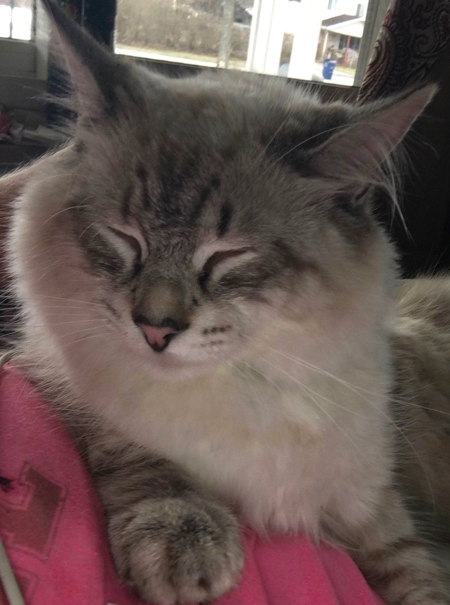 Kingston is registered to the contest to win money with this photo: box, carnivore, cat, claw, comfort, domestic_short_haired_cat, felidae, fur, maine_coon, paw, plant, small_to_medium_sized_cats, snout, tail, terrestrial_animal, whiskers, window