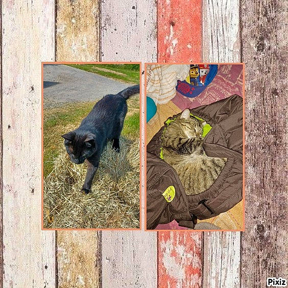 Tigrou Et Twixy participe au concours pour gagner de l'argent avec cette photo : art, carnivore, dog_breed, felidae, font, fur, grass, pattern, rectangle, soil, sporting_group, tail, terrestrial_animal, tints_and_shades, trunk, visual_arts, wildlife, wood, working_animal
