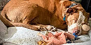 Hank is registered to the contest to win money with this photo: dog, sleeping, bed, plush_toy, chew_toy, brown_dog, indoor, pet, relaxed, cozy, fur, collar, resting, animal, canine, comfort, soft_bed, floor, napping, peaceful