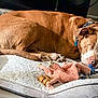 dog, sleeping, bed, plush_toy, chew_toy, brown_dog, indoor, pet, relaxed, cozy, fur, collar, resting, animal, canine, comfort, soft_bed, floor, napping, peaceful