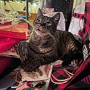 Boots is registered to the contest to win money with this photo: cat, tabby, gift_bags, wrapping_paper, holiday, christmas, festive, indoor, curious, messy, paper, decorations, holiday_gift, animal, pet, feline, sitting, closeup, cute, playful