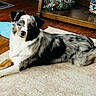 animal, australian_shepherd, blue_eye, brown_eye, dog, ears, fur, furniture, glass_jars, heterochromatic_eyes, home, indoor, lying_down, marbles, merle_coat, nose, pet, relaxed, rug, wooden_floor