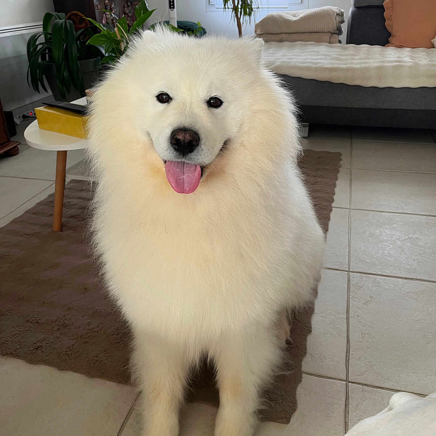 Newton participe au concours pour gagner de l'argent avec cette photo : dog, white_dog, fluffy, long_fur, sitting, tongue_out, black_nose, dark_eyes, pet, animal, indoors, living_room, sofa, couch, houseplant, window, floor_tiles, rug, home_decor, portrait