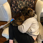 Calyipso joined the competition — help win amazing prizes! blanket, casual, cat, chair, comfort, cozy, curled_up, furniture, home, indoor, leggings, patterned_blanket, person, phone, relaxing, resting, socks, sweater, tortoiseshell_cat, wooden_floor