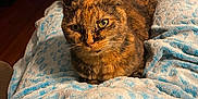 Calyipso is registered to the contest to win money with this photo: animal, blanket, blue, cat, close_up, comfort, cozy, domestic, feline, fur, home, indoor, looking_at_camera, mammal, pattern, pet, relaxed, resting, tortoiseshell_cat, warm_lighting