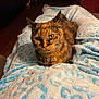 animal, blanket, blue, cat, close_up, comfort, cozy, domestic, feline, fur, home, indoor, looking_at_camera, mammal, pattern, pet, relaxed, resting, tortoiseshell_cat, warm_lighting