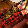 Calyipso joined the competition — help win amazing prizes! animal, carpeted_stairs, casual, cat, comfort, couch, cozy, furniture, home, indoor, lap, maroon_couch, person, pet, plaid_blanket, relaxing, resting, tie_dye_hoodie, tortoiseshell_cat, wooden_floor