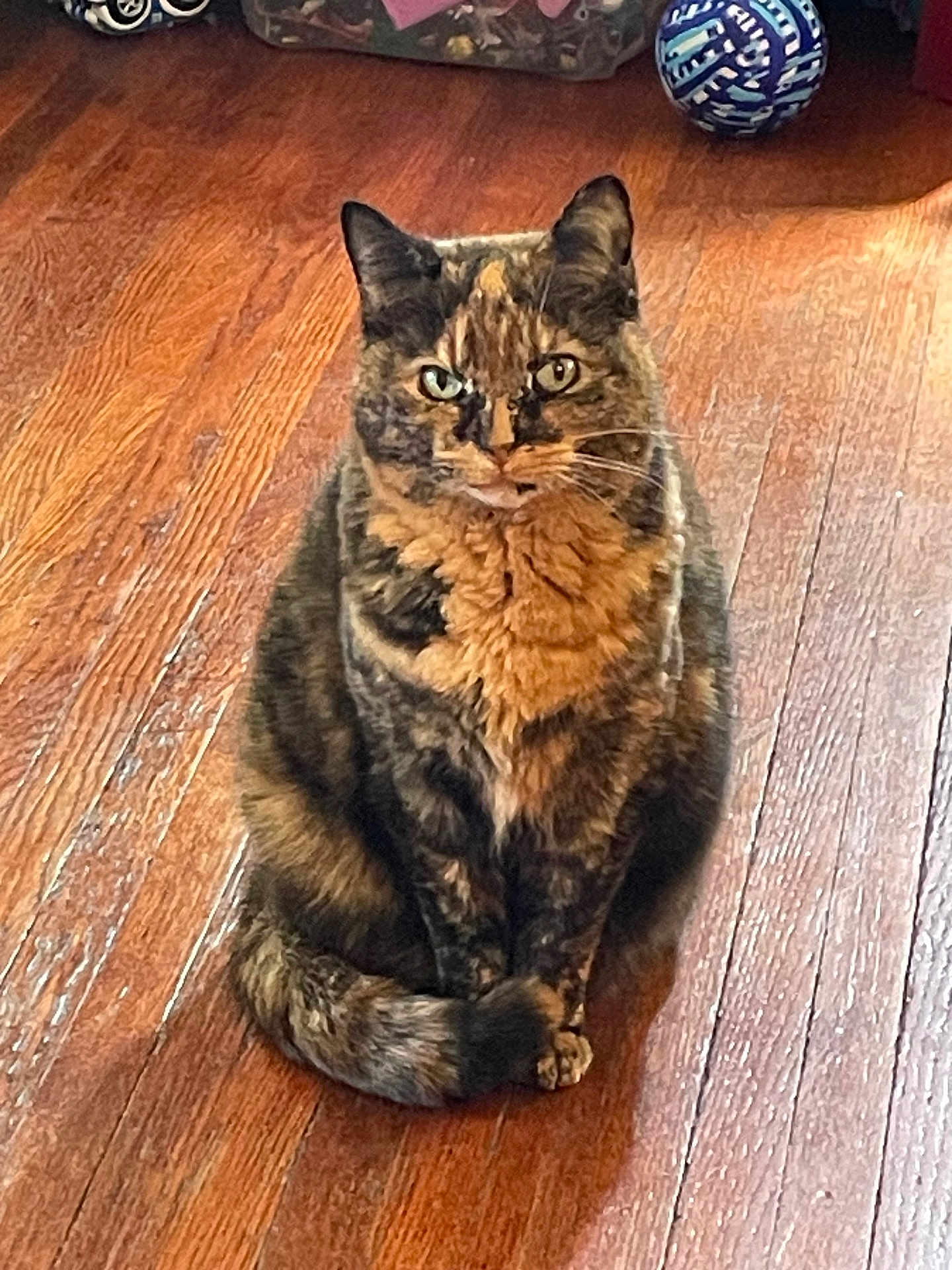 Calyipso joined the competition — help win amazing prizes! animal, cat, cozy, curious, domestic_cat, ears, eyes, flooring, fur, home, indoor, looking, mammal, pet, quiet, sitting, tail, tortoiseshell, whiskers, wooden_floor
