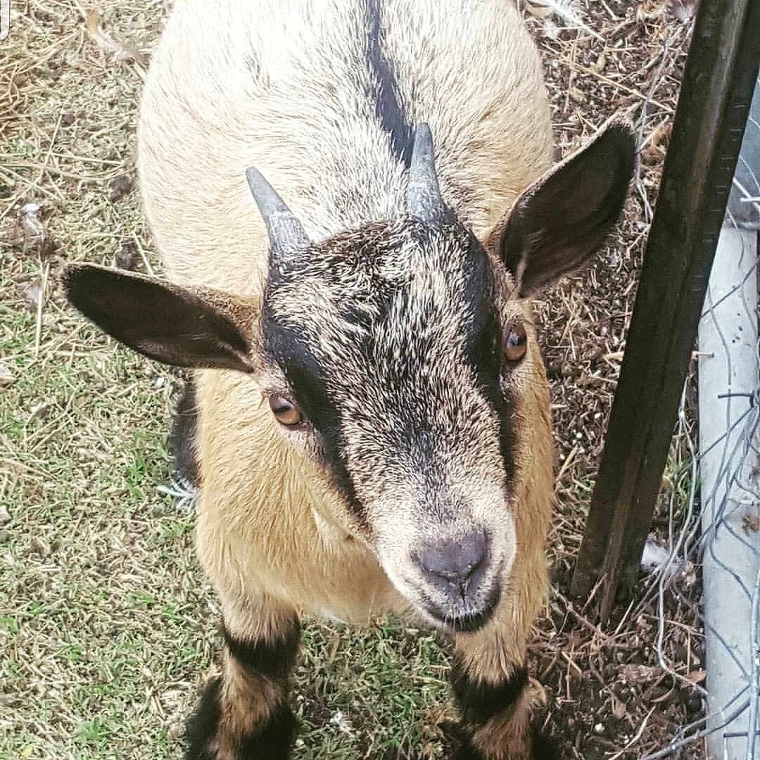 Dolly