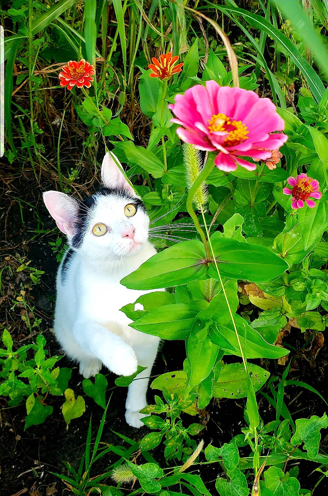 Domino joined the competition — help win amazing prizes! botany, cat, fawn, felidae, flower, flowering_plant, garden, grass, green, herbaceous_plant, kitten, lily_family, petal, plant, plant_stem, small_to_medium_sized_cats, spring, tulip, whiskers, wildflower