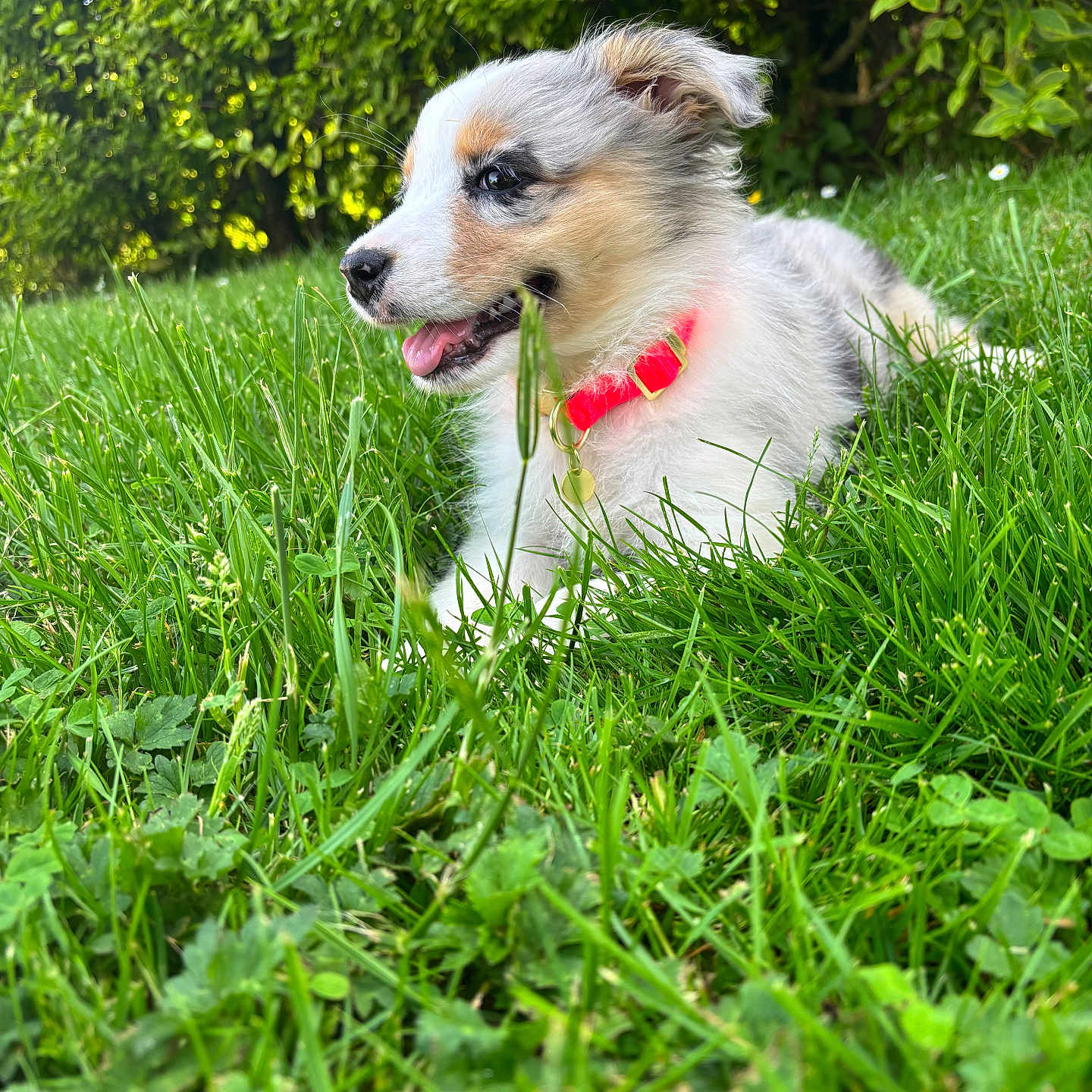 Blue participe au concours pour gagner de l'argent avec cette photo : puppy, dog, grass, greenery, outdoor, nature, collar, pet, animal, young, happy, fur, playful, summer, sunlight, leaf, garden, canine, cute, relaxed