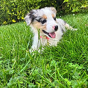 Blue participe au concours pour gagner de l'argent avec cette photo : puppy, dog, grass, greenery, outdoor, nature, animal, pet, cute, playful, fur, tongue, nose, collar, happy, young, canine, summer, sunlight, bushes