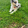 Blue participe au concours pour gagner de l'argent avec cette photo : puppy, dog, grass, outdoor, garden, pet, collar, young_dog, canine, happy, nature, greenery, summer, animal, cute, fur, playful, relaxed, domestic_animal, side_view