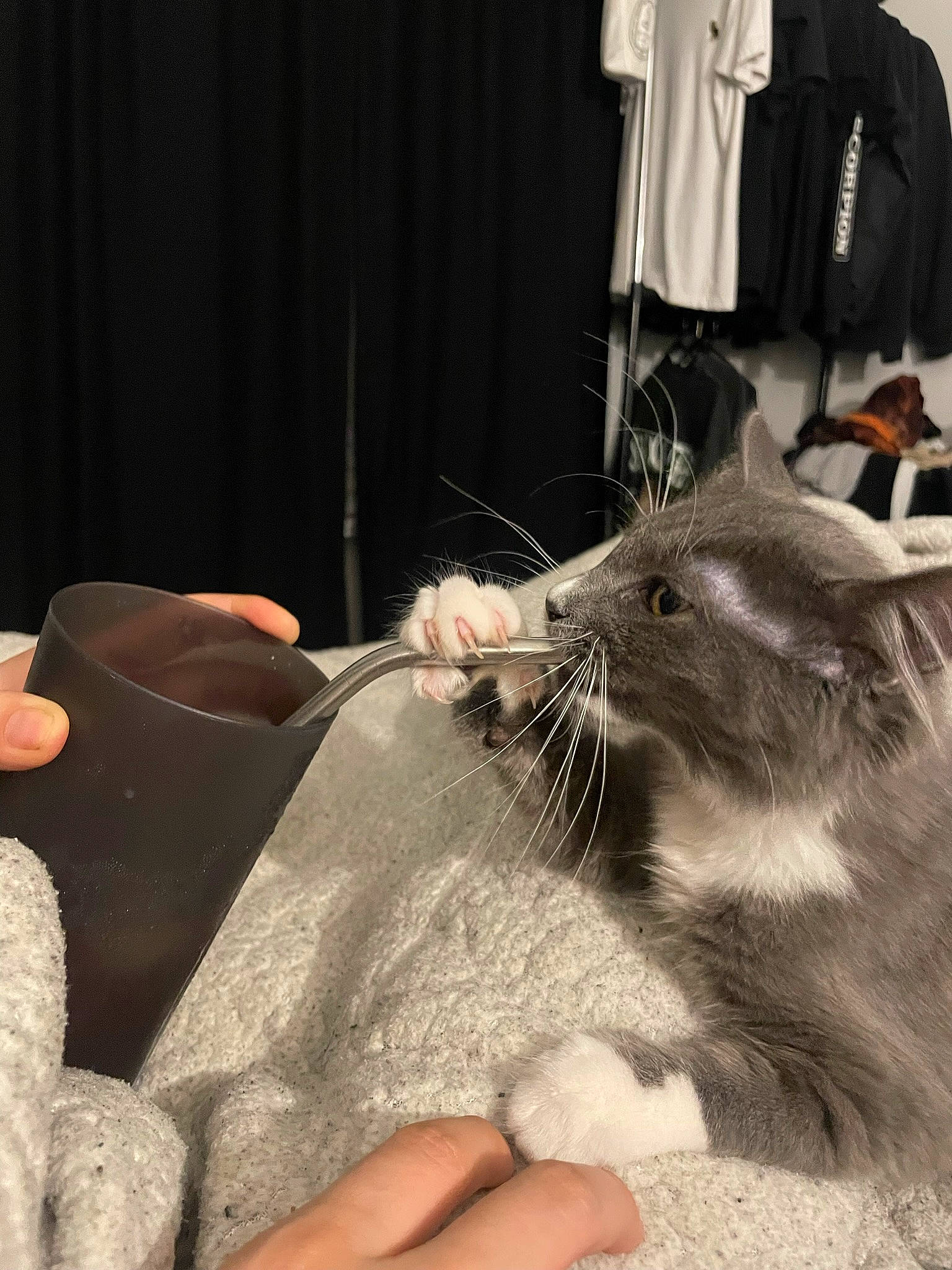 Fuzz is registered to the contest to win money with this photo: carnivore, cat, claw, clothes_hanger, comfort, curtain, domestic_short_haired_cat, fashion_design, felidae, flooring, foot, fur, human_leg, nail, paw, rodent, sleeve, small_to_medium_sized_cats, snout, whiskers
