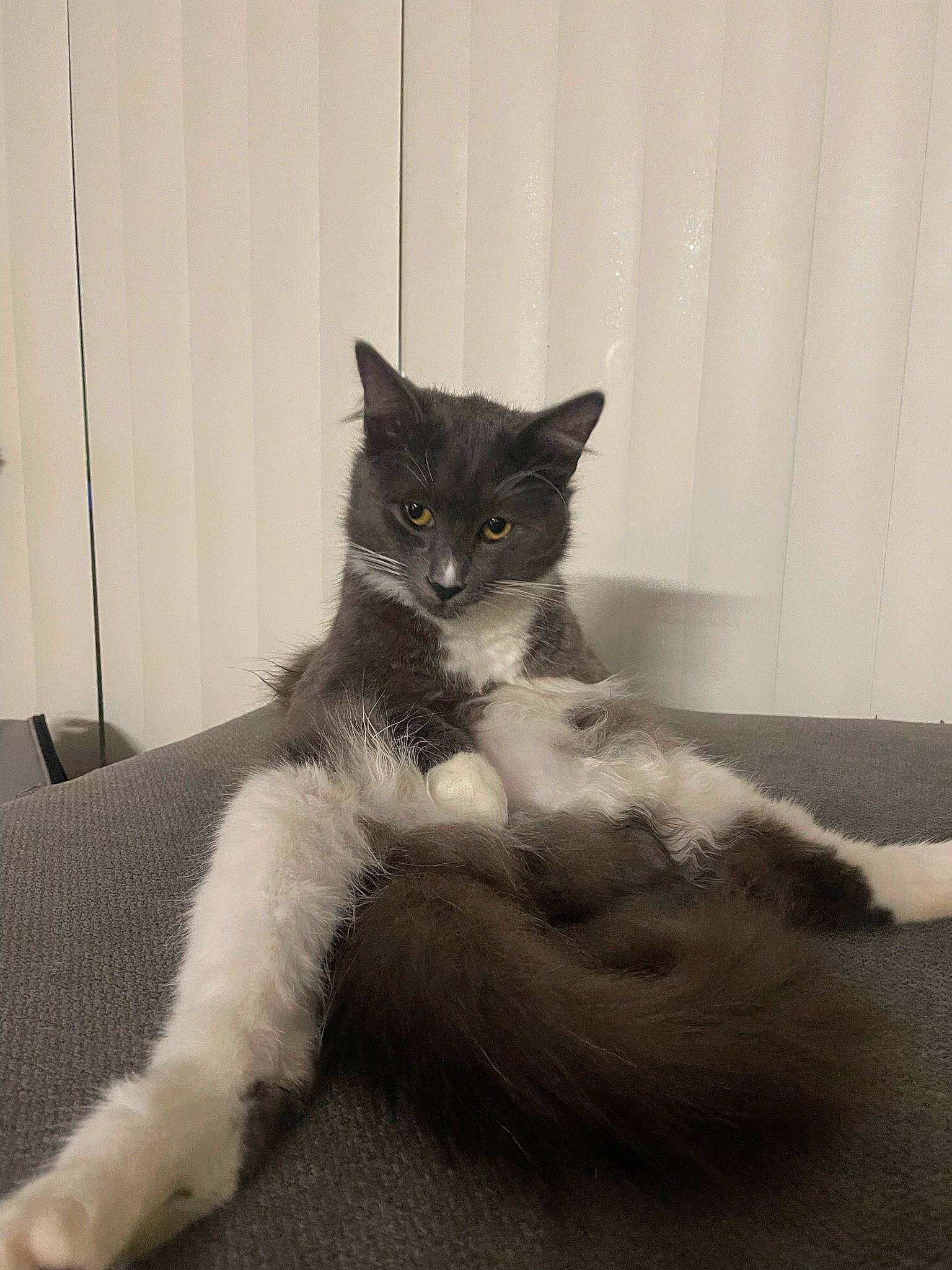 Fuzz joined the competition — help win amazing prizes! bed, black_cat, carnivore, cat, claw, comfort, domestic_short_haired_cat, felidae, fur, grey, monochrome_photography, paw, room, sitting, small_to_medium_sized_cats, snout, tail, terrestrial_animal, vertebrate, whiskers