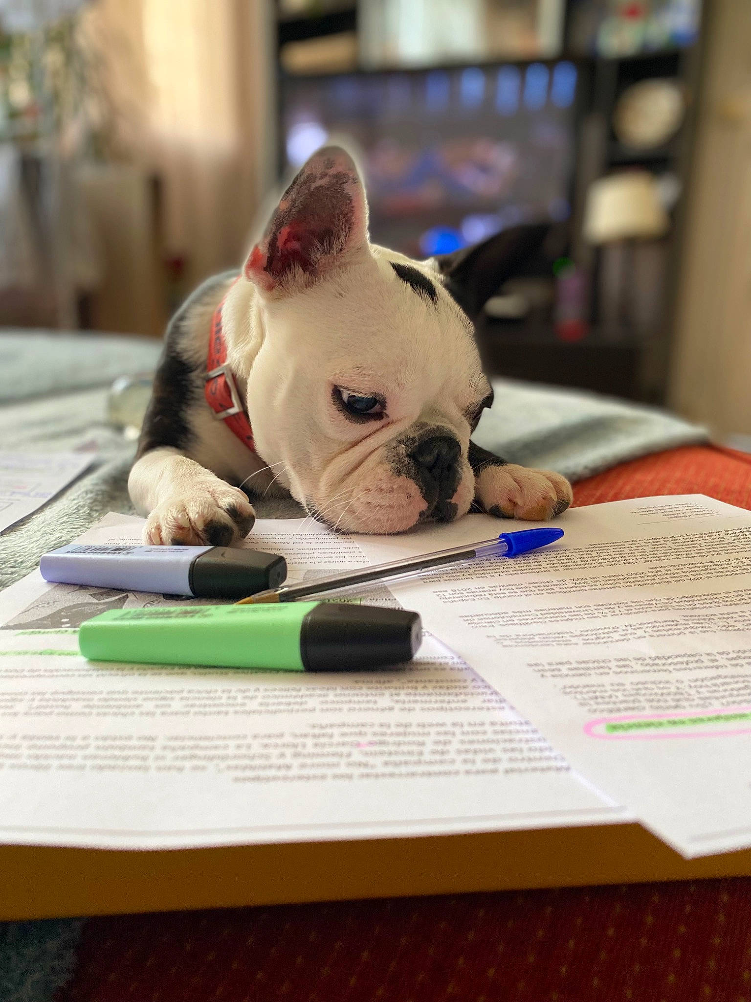 Cosmo participe au concours pour gagner de l'argent avec cette photo : canidae, carmine, carnivore, comfort, companion_dog, dog, dog_breed, fawn, french_bulldog, office_supplies, paper, paper_product, snout, sporting_group, sports_equipment, table, toy, toy_dog, whiskers, working_animal