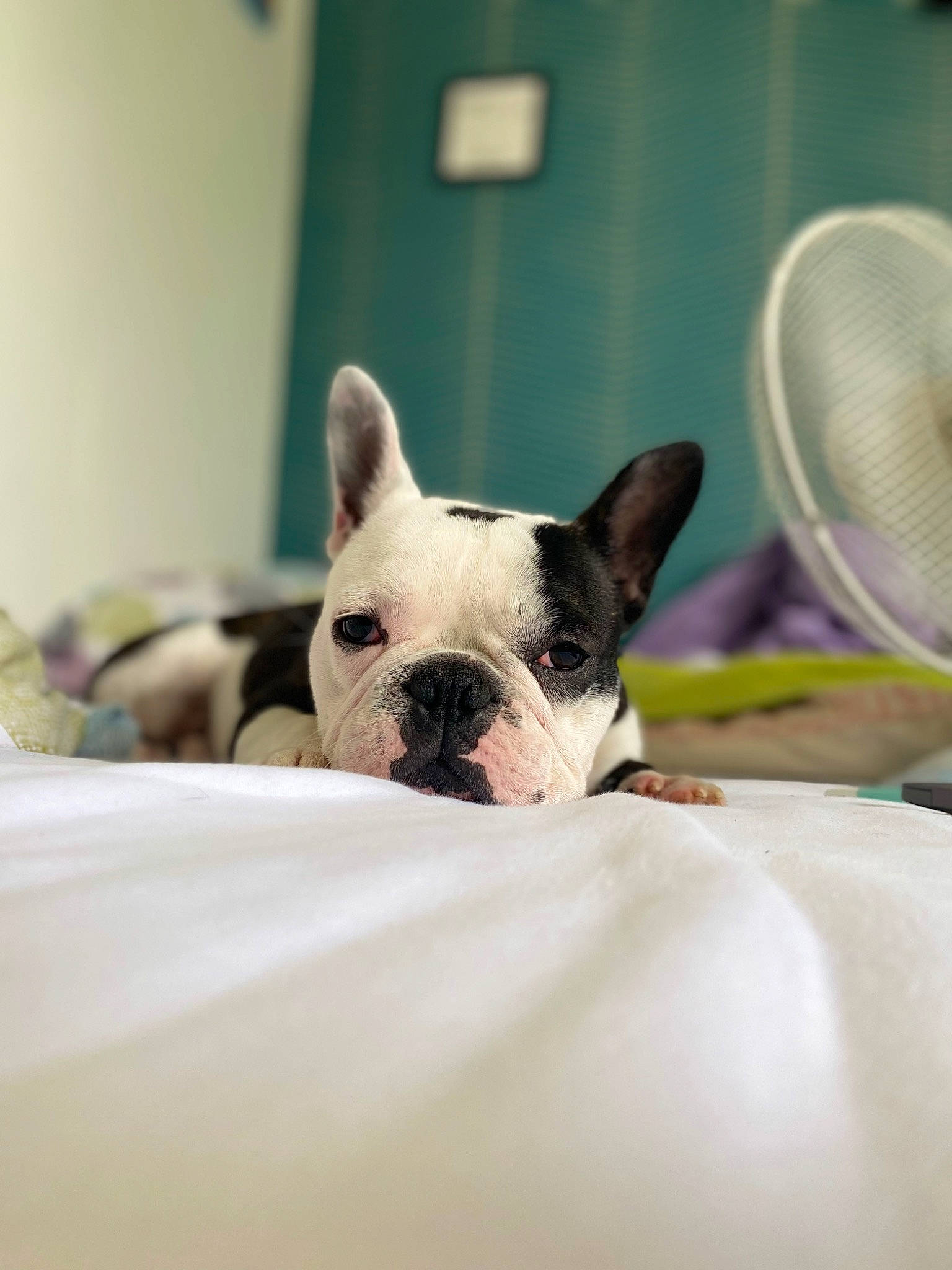 Cosmo participe au concours pour gagner de l'argent avec cette photo : boston_terrier, bulldog, canidae, carnivore, comfort, companion_dog, dog, dog_breed, ear, fawn, french_bulldog, kitchen_utensil, mechanical_fan, snout, sporting_group, tableware, terrestrial_animal, toy_dog, whiskers, working_animal